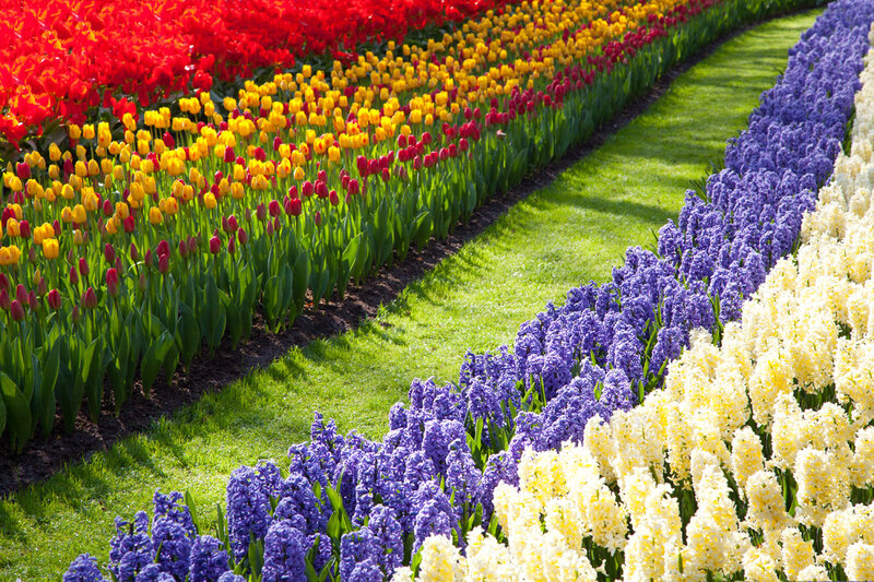 Colorful Flower Beds — Red, Vibrant