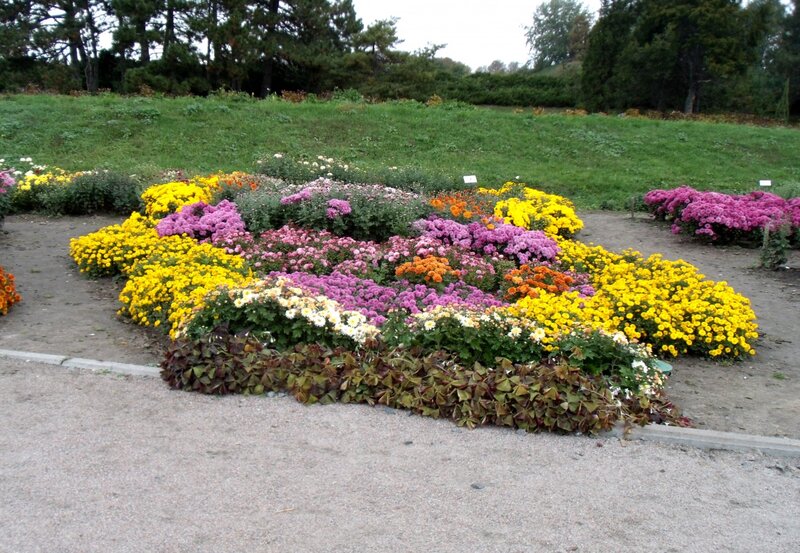 Colorful Flower Beds — Yellow, Calm