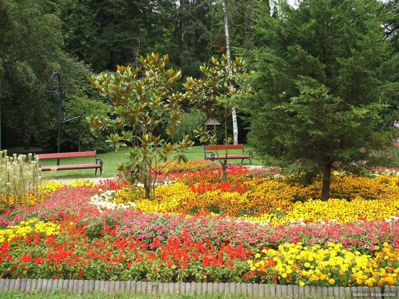 Colorful Flower Beds — Yellow, Serene, Afternoon
