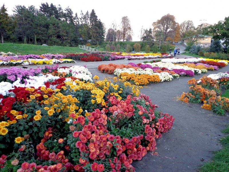Colorful Flower Beds — Yellow, Serene, Autumn