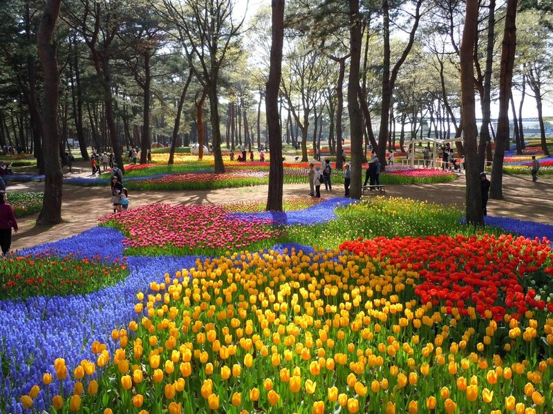 Colorful Flower Beds — Yellow, Serene, Spring