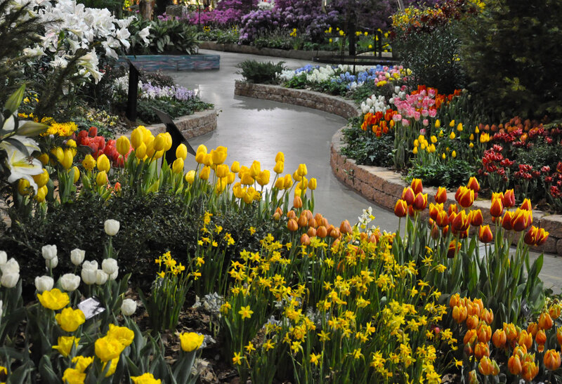 Colorful Flower Beds — Yellow, Serene