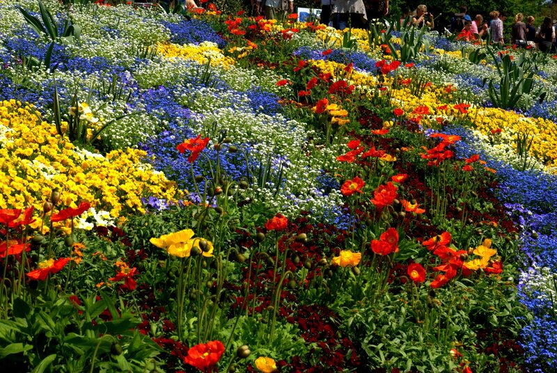 Colorful Flower Beds — Yellow, Vibrant, Afternoon, Photograph