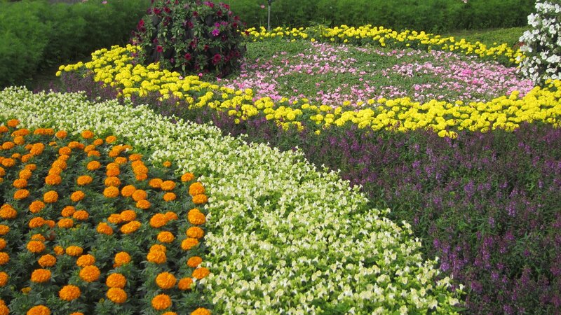 Colorful Flower Beds — Yellow, Vibrant, Afternoon