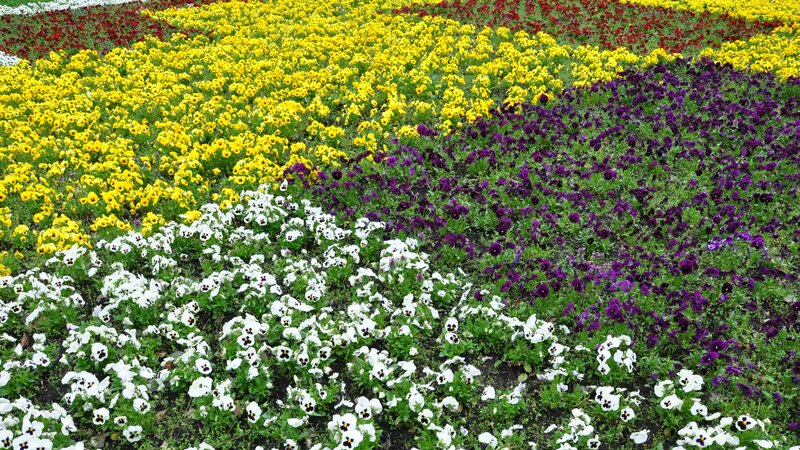 Colorful Flower Beds — Yellow, Vibrant, Spring
