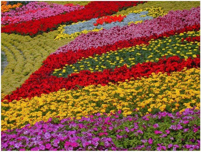 Colorful Flower Beds — Yellow, Vibrant