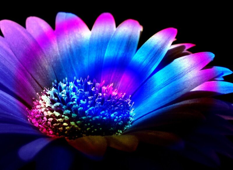 Colorful Flower Bloom — Blue