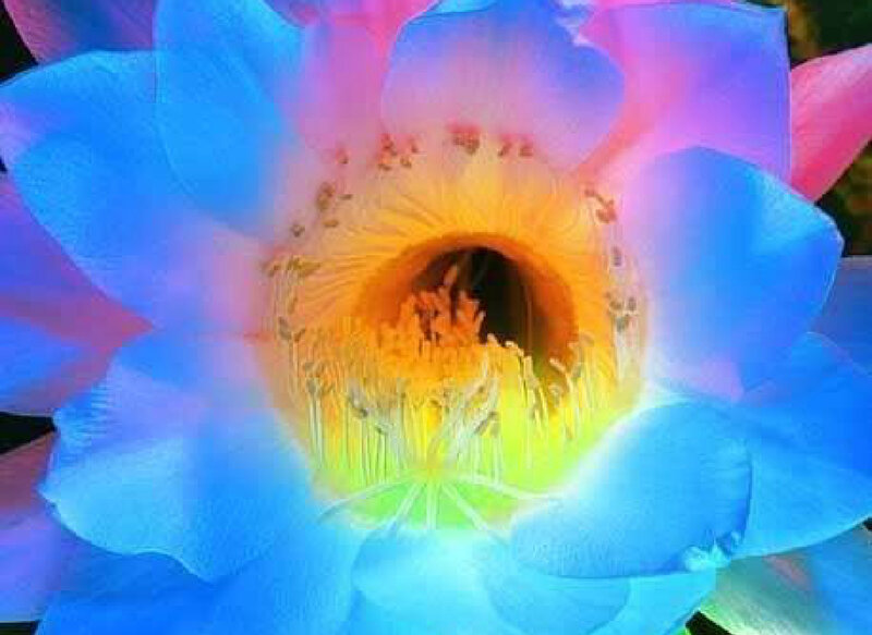 Colorful Flower Bloom — Blue, Vibrant
