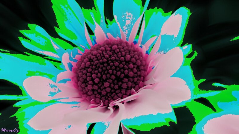 Colorful Flower Bloom — Pink