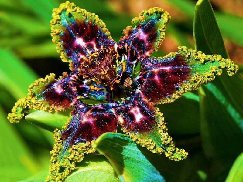 Colorful Flower Bloom — Purple, Vibrant, Afternoon