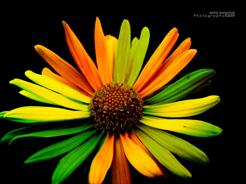 Colorful Flower Bloom