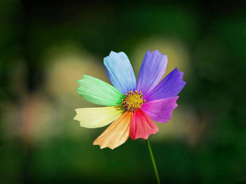 Colorful Flower — Blue