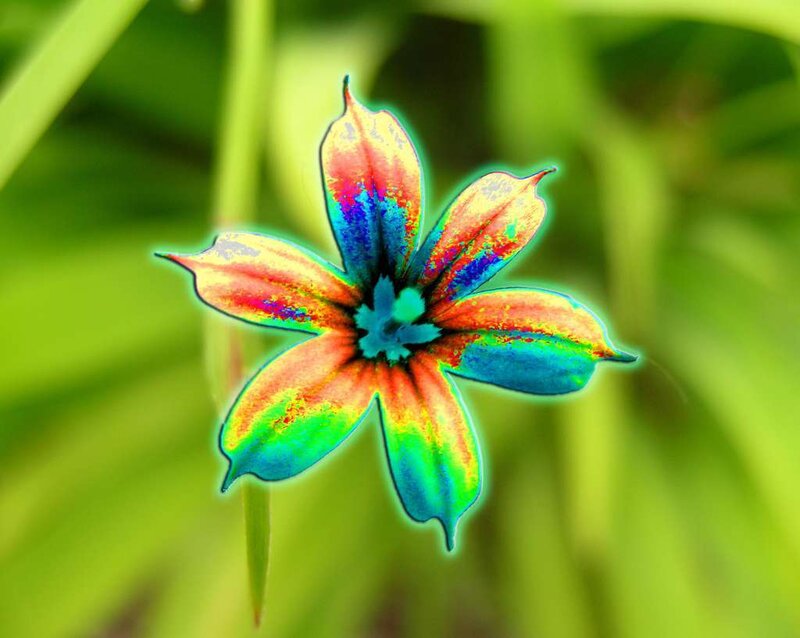 Colorful Flower — Blue, Vibrant