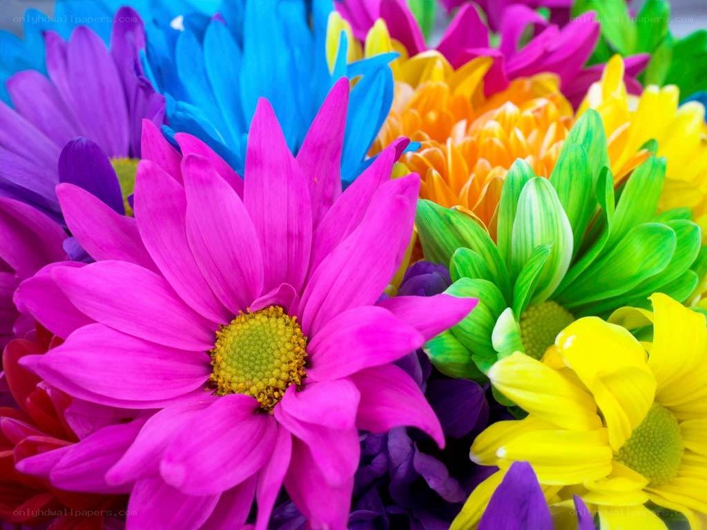 Colorful flower bouquet