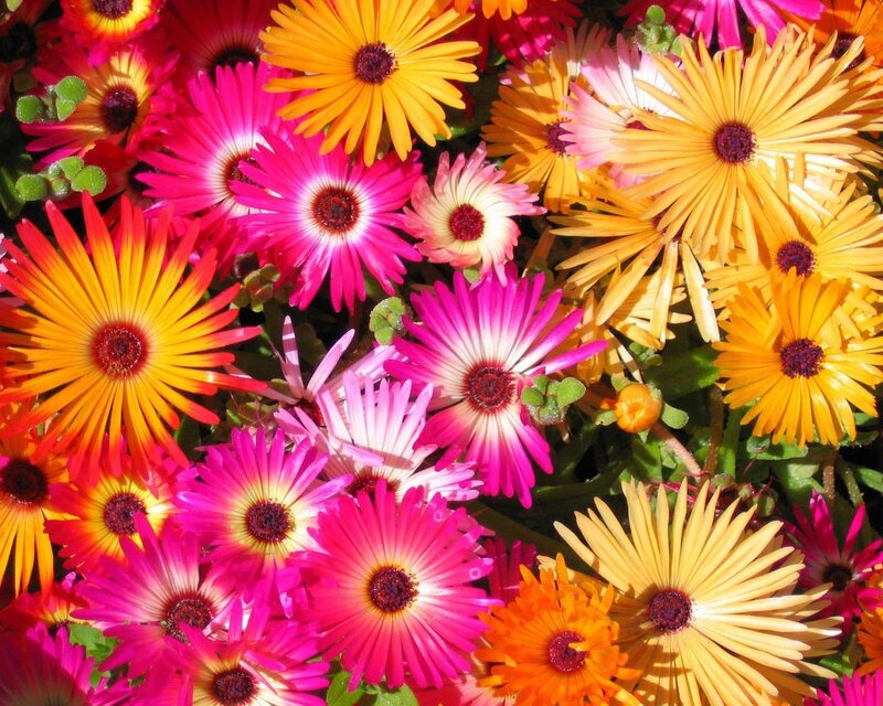 Colorful flower bouquet