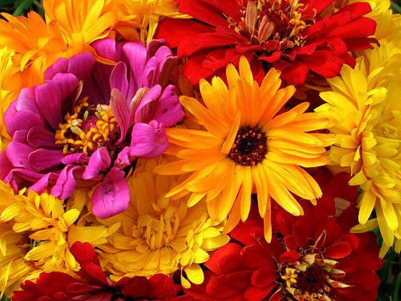 Colorful flower bouquet