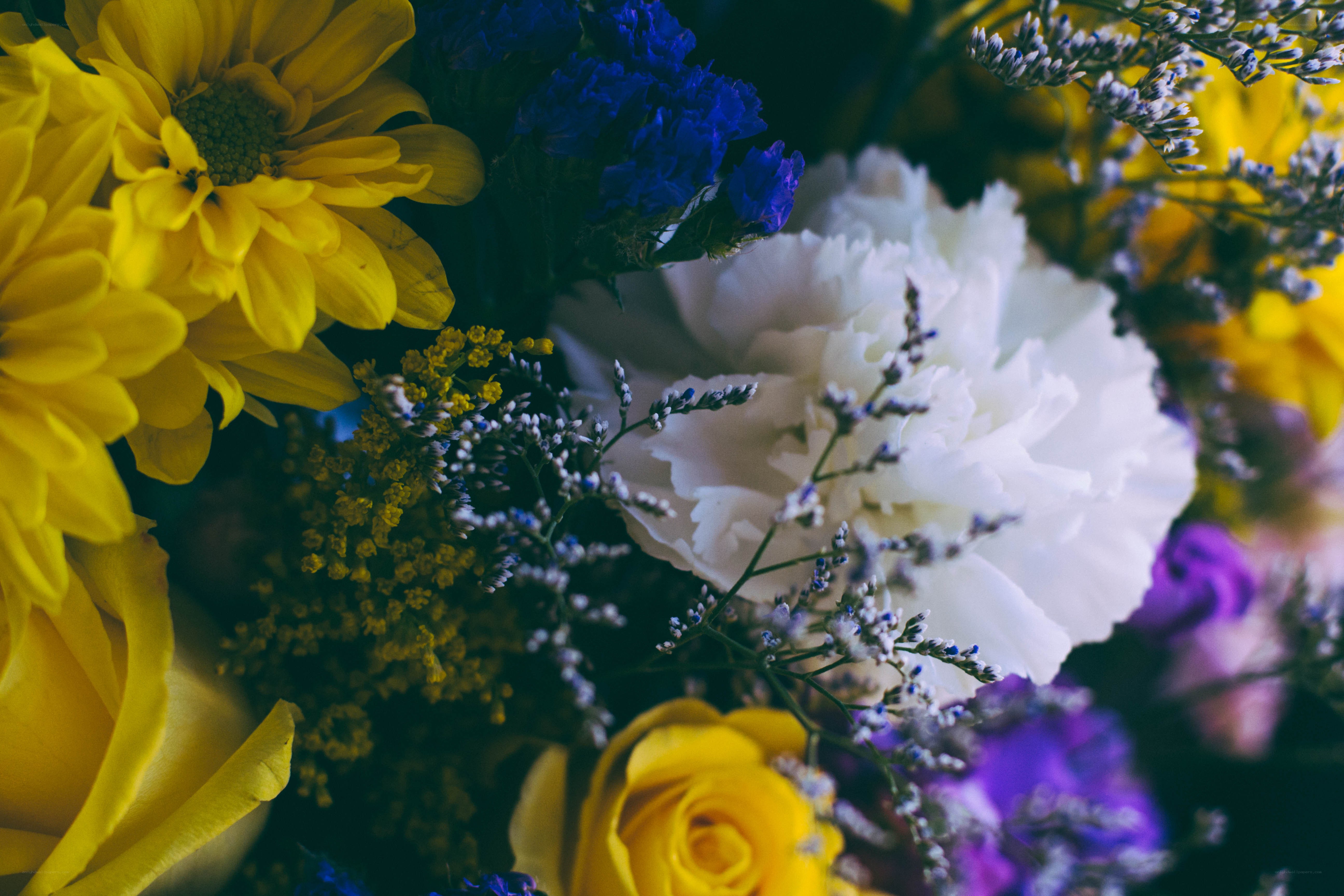 Colorful flower bouquet close-up