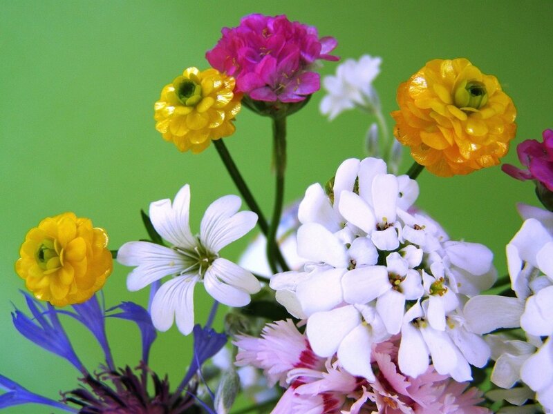 Colorful Flower Bouquet — Green, Vibrant