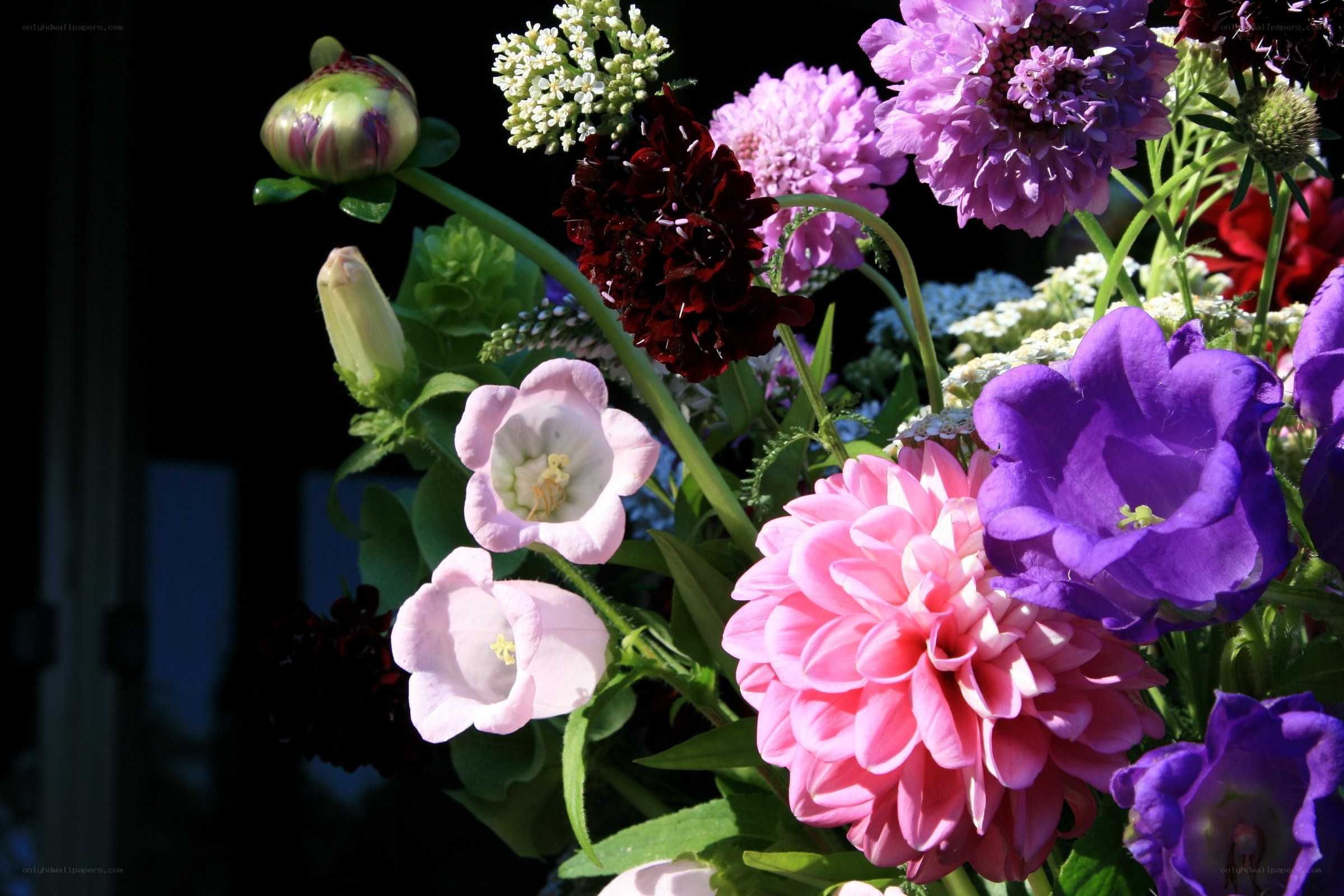 Colorful flower bouquet in sunlight