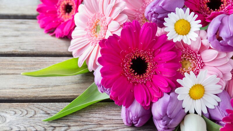 Colorful Flower Bouquet — Pink, Calm, Photograph, Daisies