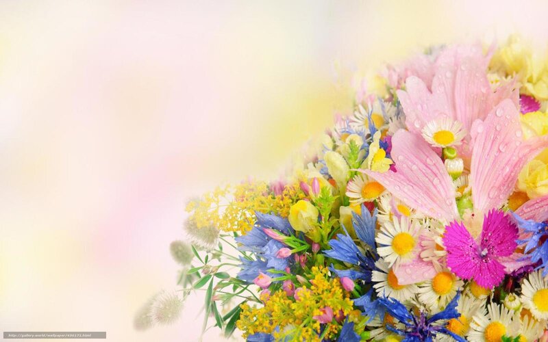 Colorful Flower Bouquet — Pink, Serene, Spring, Photograph, Daisies