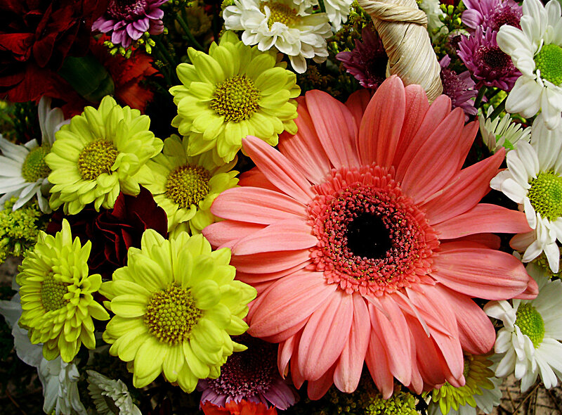 Colorful Flower Bouquet — Pink, Vibrant, Photograph, Daisies