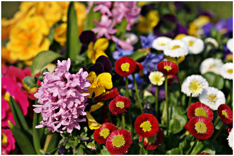 Colorful Flower Bouquet — Pink, Vibrant, Spring, Photograph, Daisies