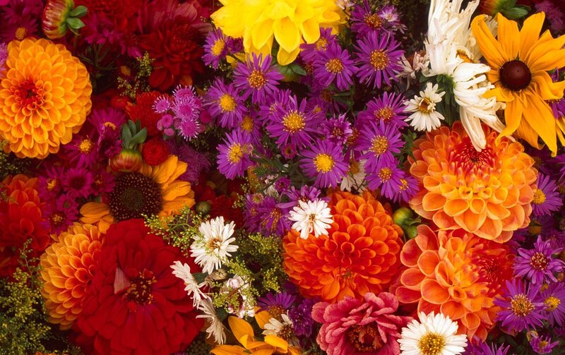 Colorful Flower Bouquet — Red, Vibrant, Autumn, Photograph
