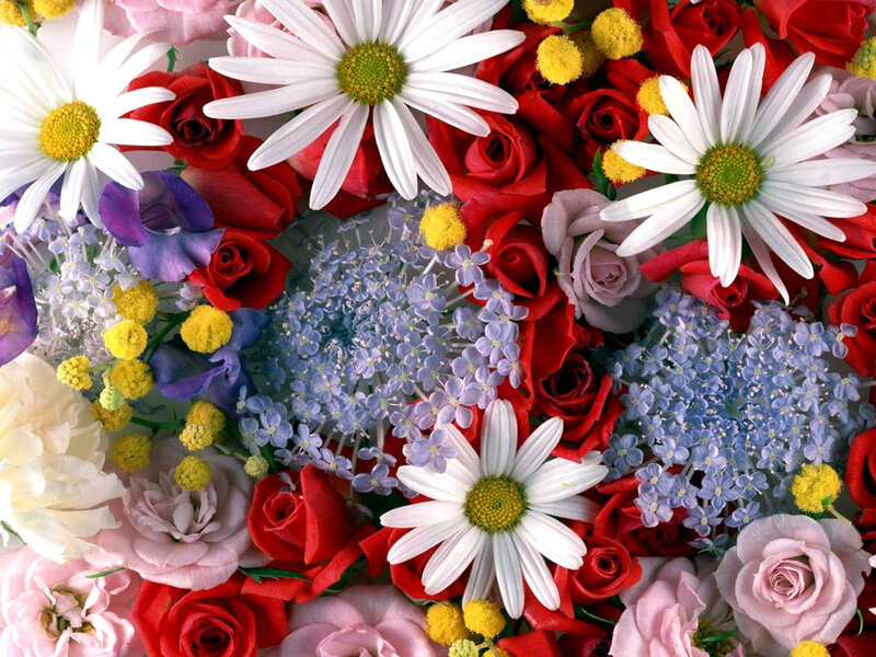 Colorful Flower Bouquet — Red, Vibrant, Photograph, Daisies