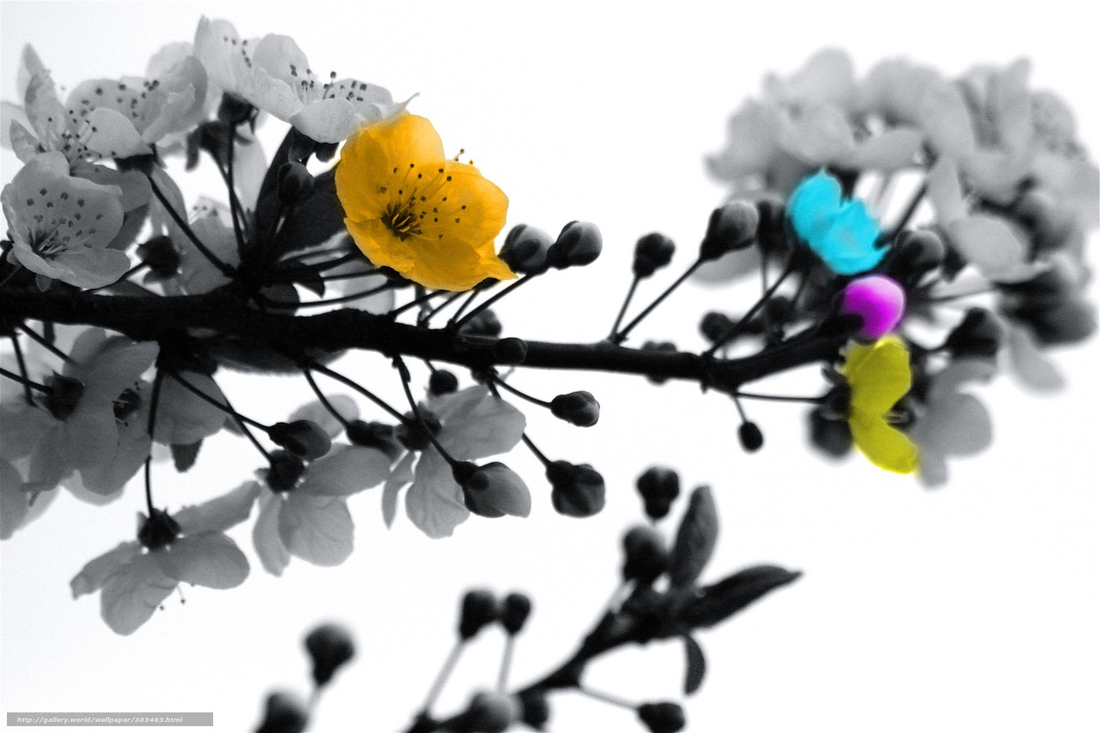 Colorful flower branch