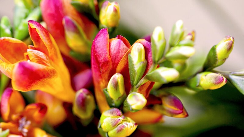 Colorful Flower Buds