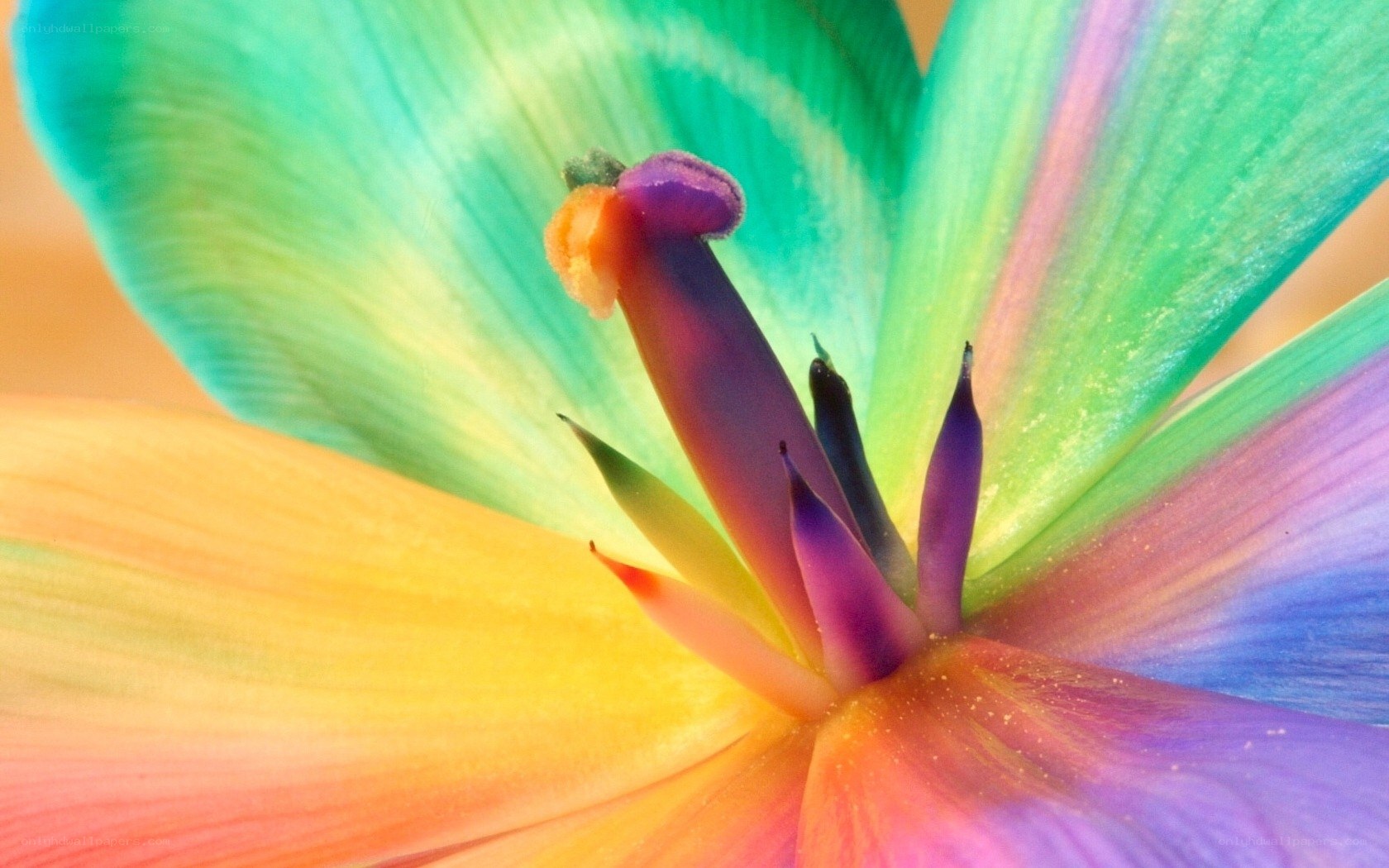 Colorful flower center close-up