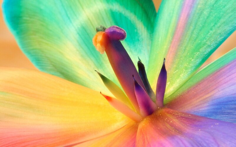 Colorful Flower Center — Green, Vibrant
