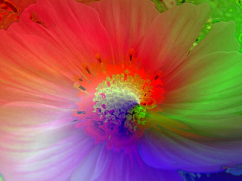 Colorful Flower Center — Red