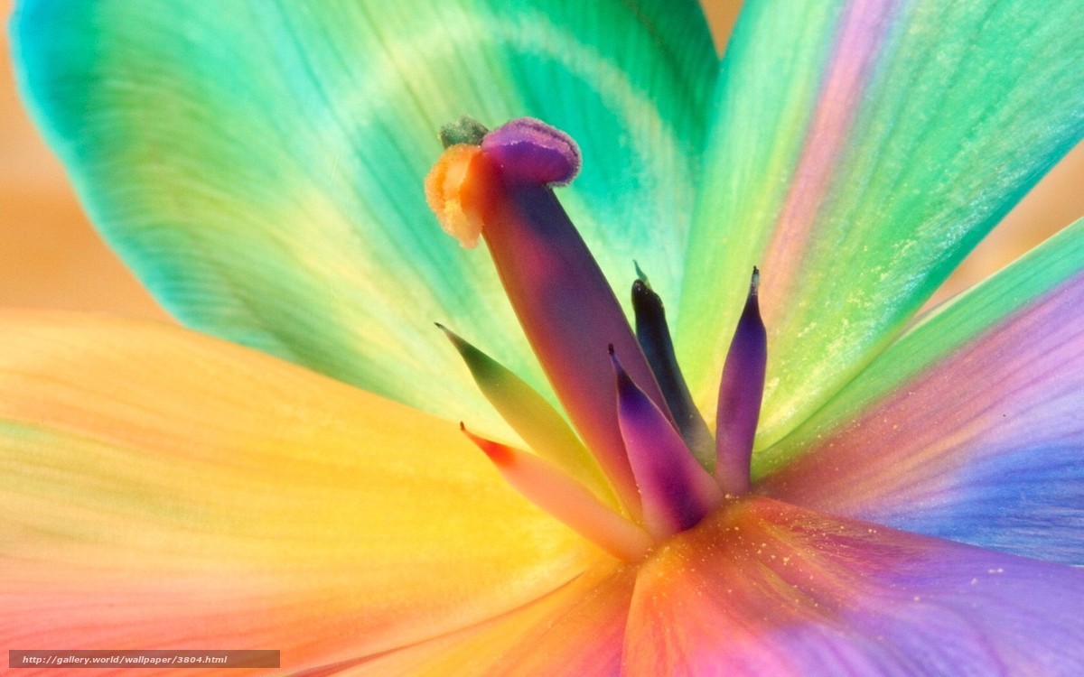 Colorful flower center