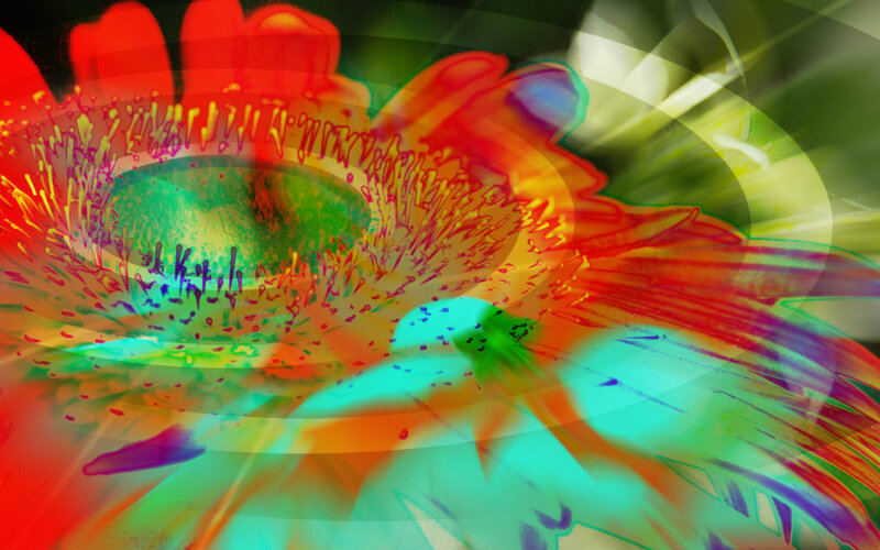 Colorful Flower Close-up