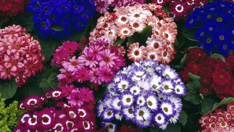 Colorful flower cluster