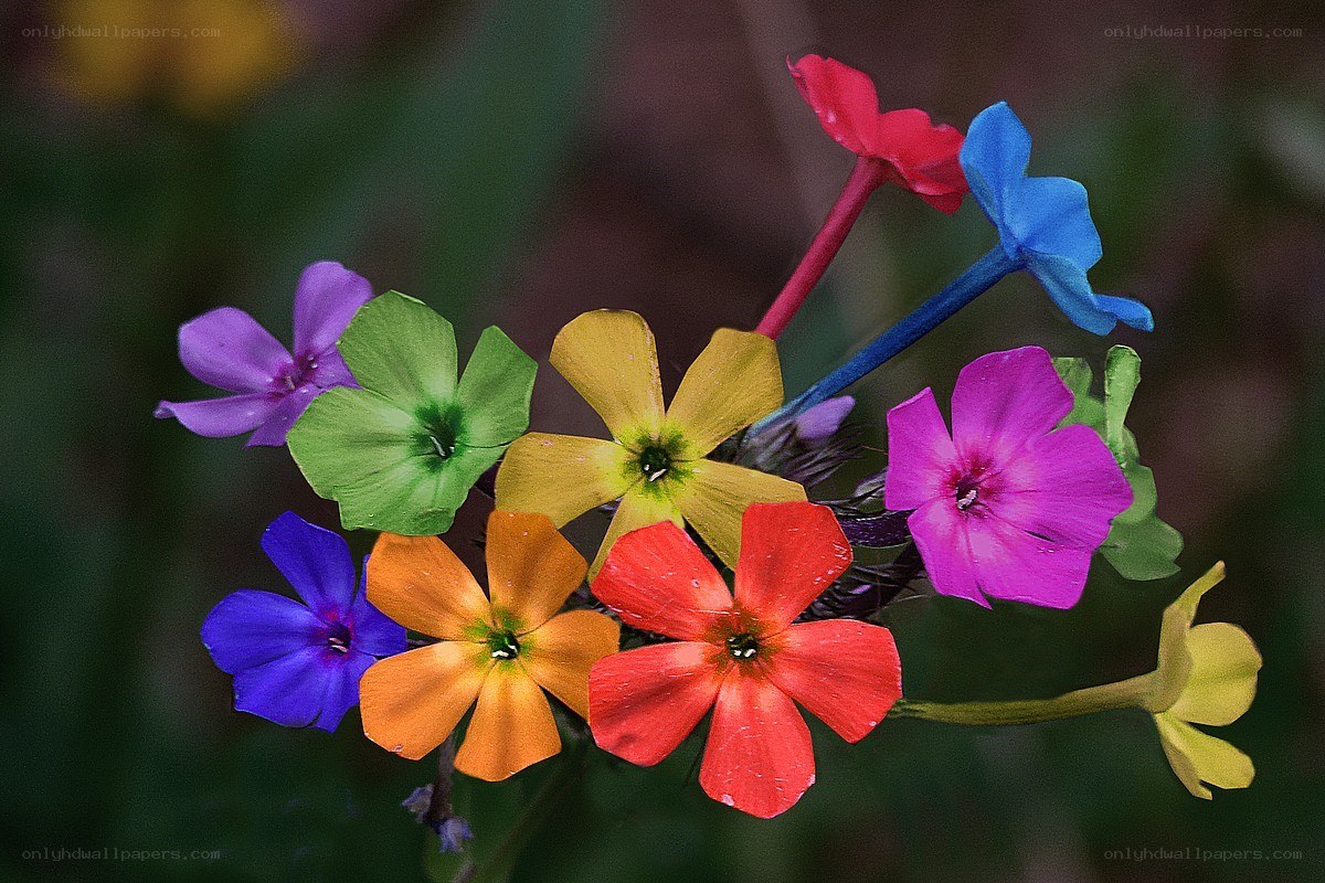 Colorful flower cluster