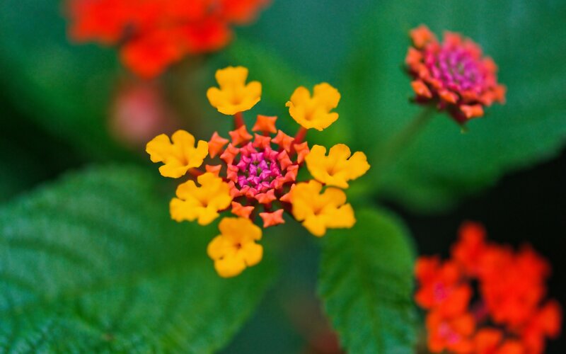 Colorful flower cluster
