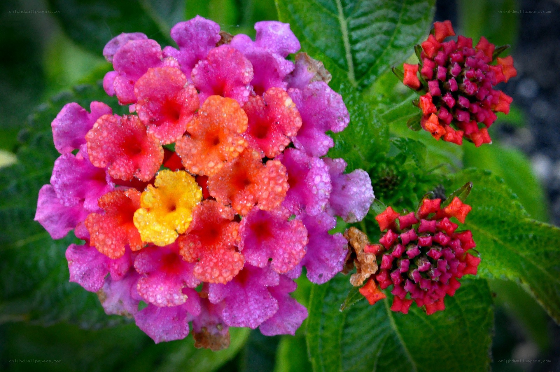 Colorful flower cluster with dew