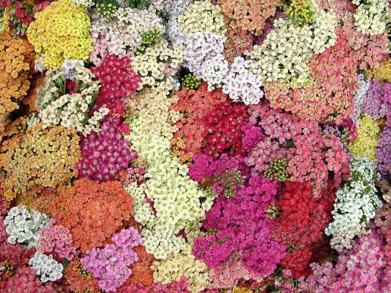 Colorful Flower Clusters — Pink