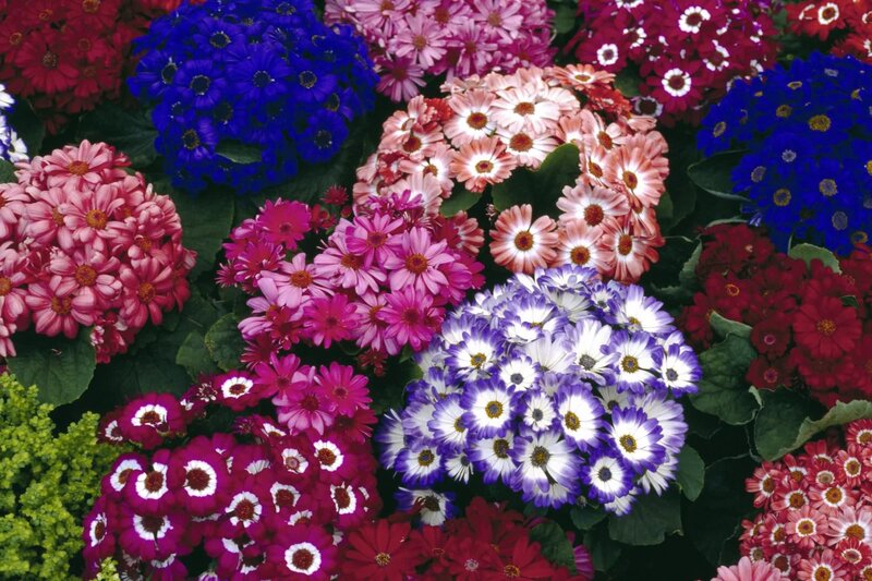 Colorful Flower Clusters