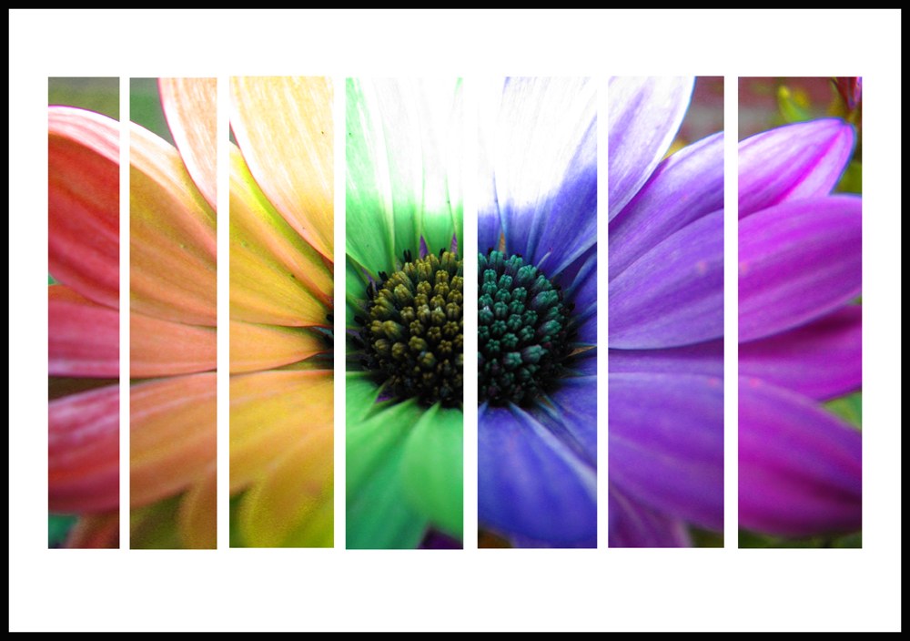 Colorful flower collage
