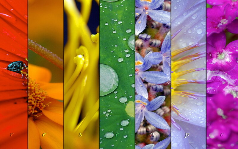 Colorful flower collage