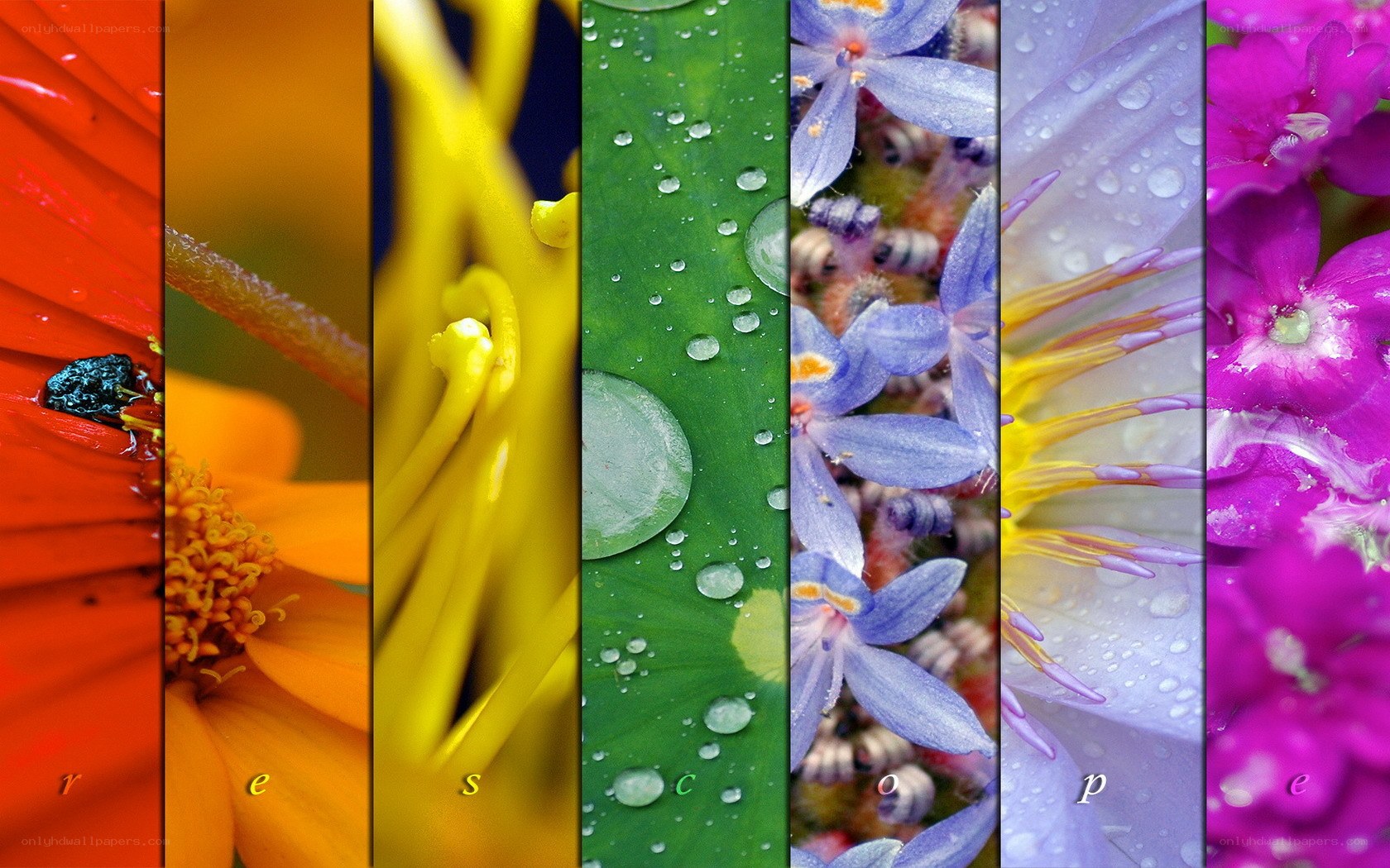 Colorful flower collage