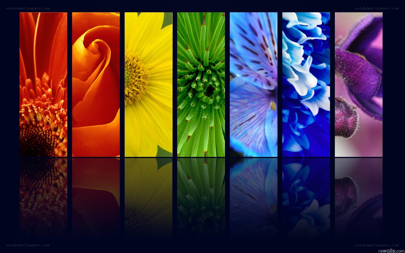 colorful flower collage