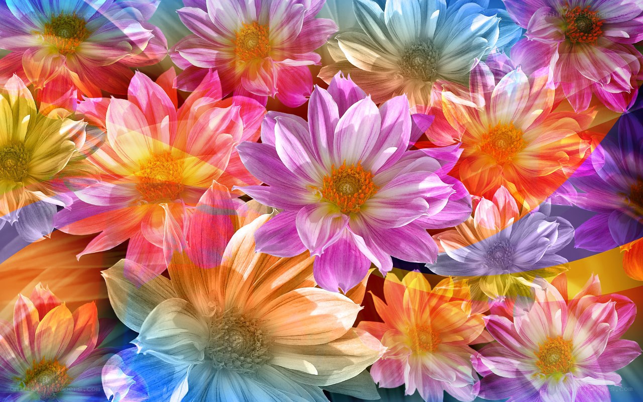 Colorful flower collage