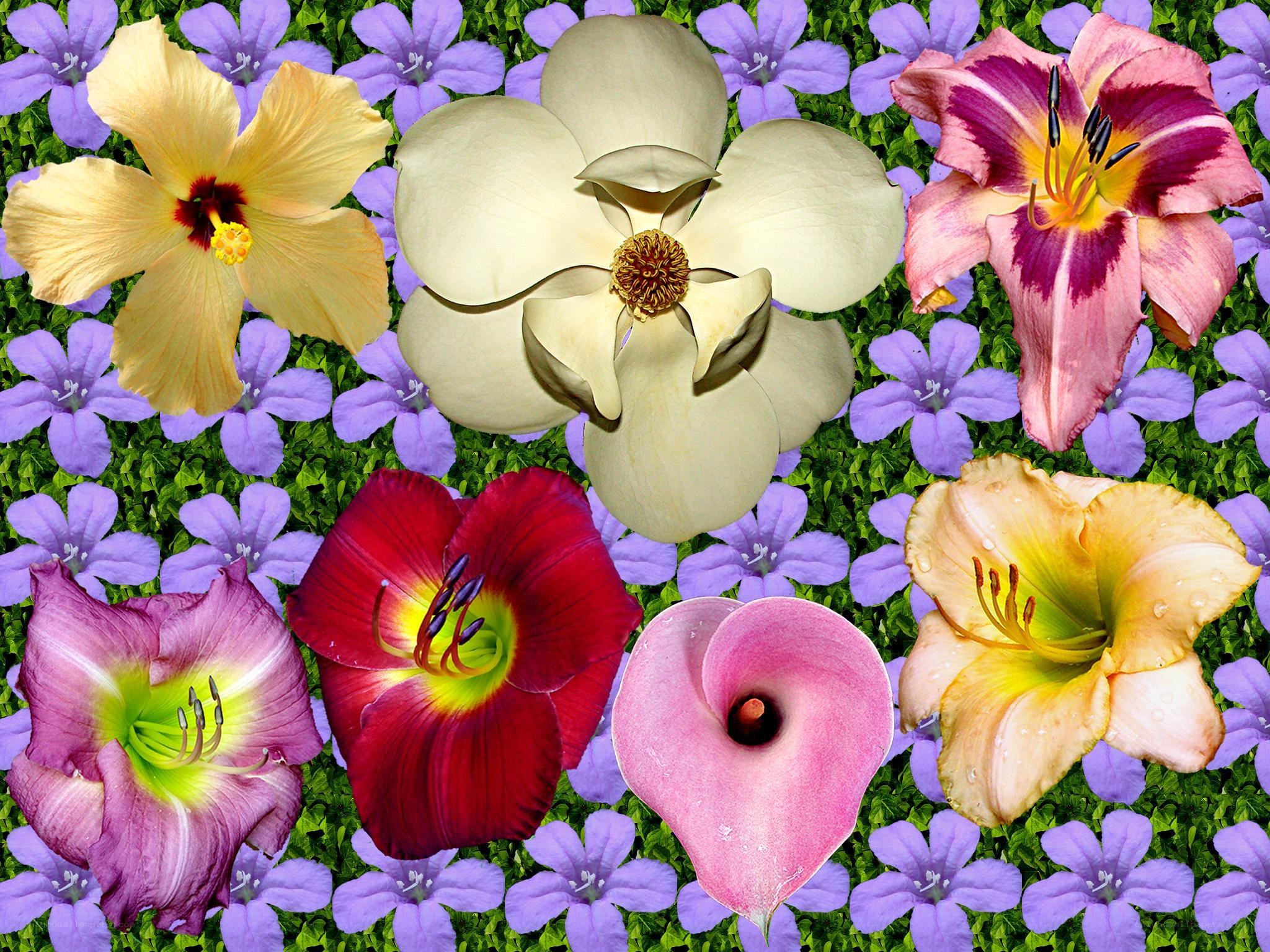 Colorful flower collage