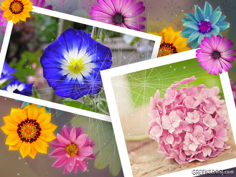 Colorful Flower Collage — Blue