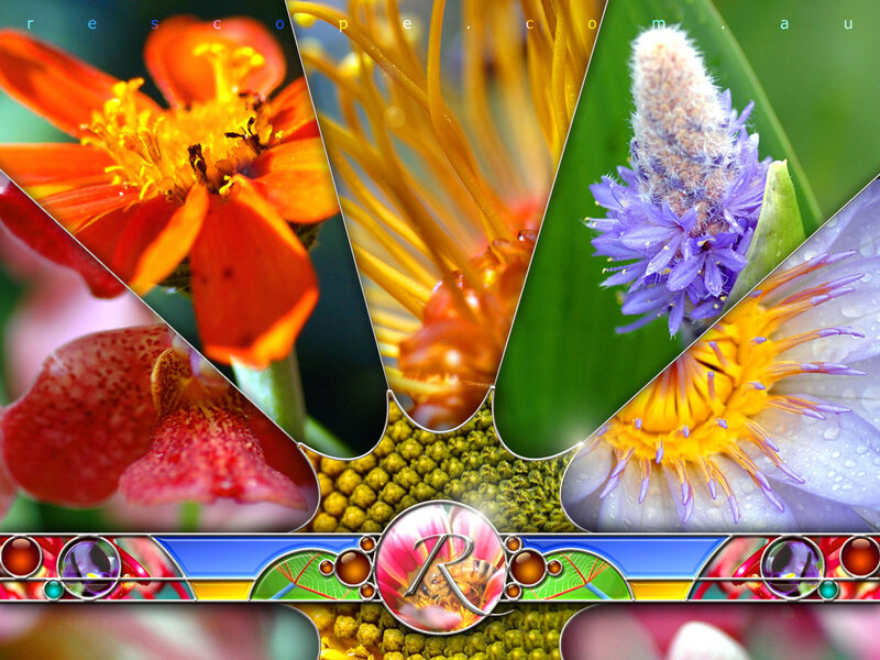 Colorful Flower Collage — Orange